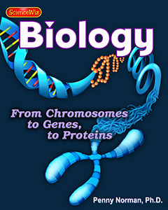 Genetic Traits from Genes to Proteins