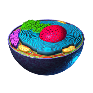 Parts of the Cell