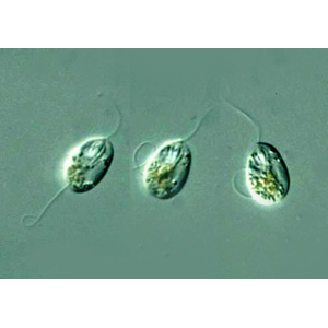 Cilia and | Flagellum