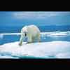 Disappearing Arctic Ice