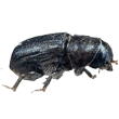 Deforestation and Insect Populations
