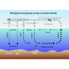 OTHER carbon problem threatening Marine Life