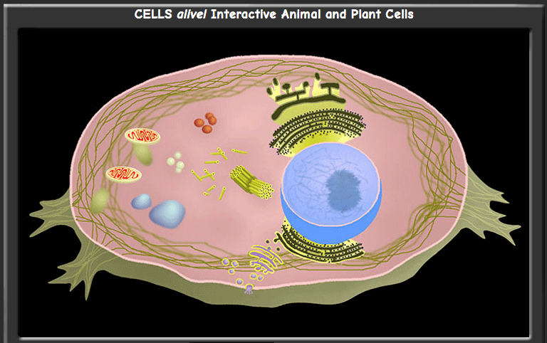 Animal / Plant Cell Interactive