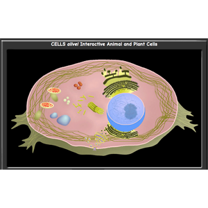 Animal Cell Puzzle