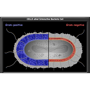 Bacterial Cells Interactive