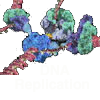 DNA Packaging and Replication