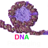 DNA Packaging and Replication