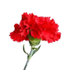 Shattering a Flower