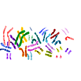 Chromosomes and Nuclear Membrane