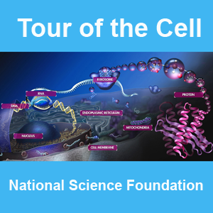 Tour of the Cell