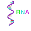 About Messenger RNA