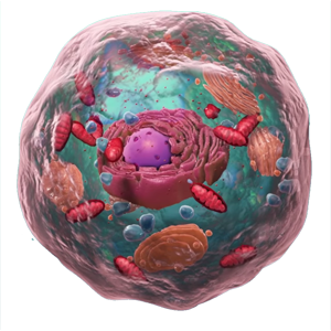 3D Tour of the Cell