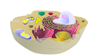 Parts of a Cell