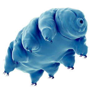 More About | Water Bears