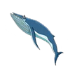 Baleen Whales Songs