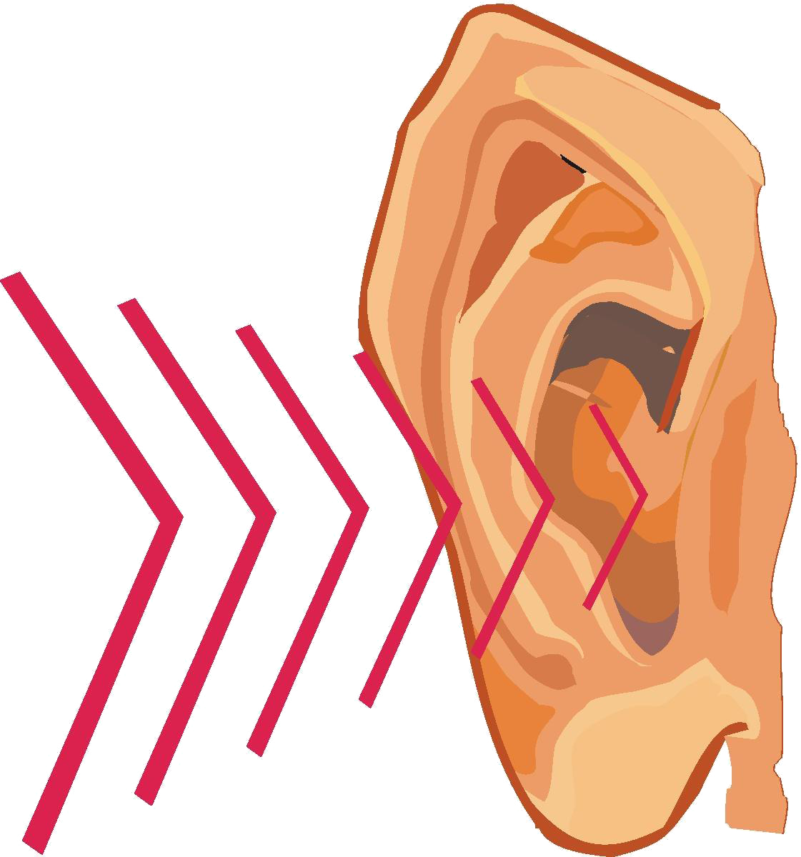 How the ear works (elementary)