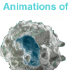 We are made of cells