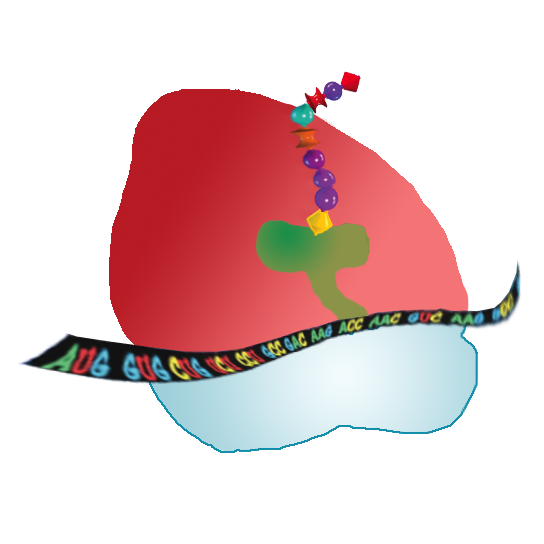 Protein Synthesis